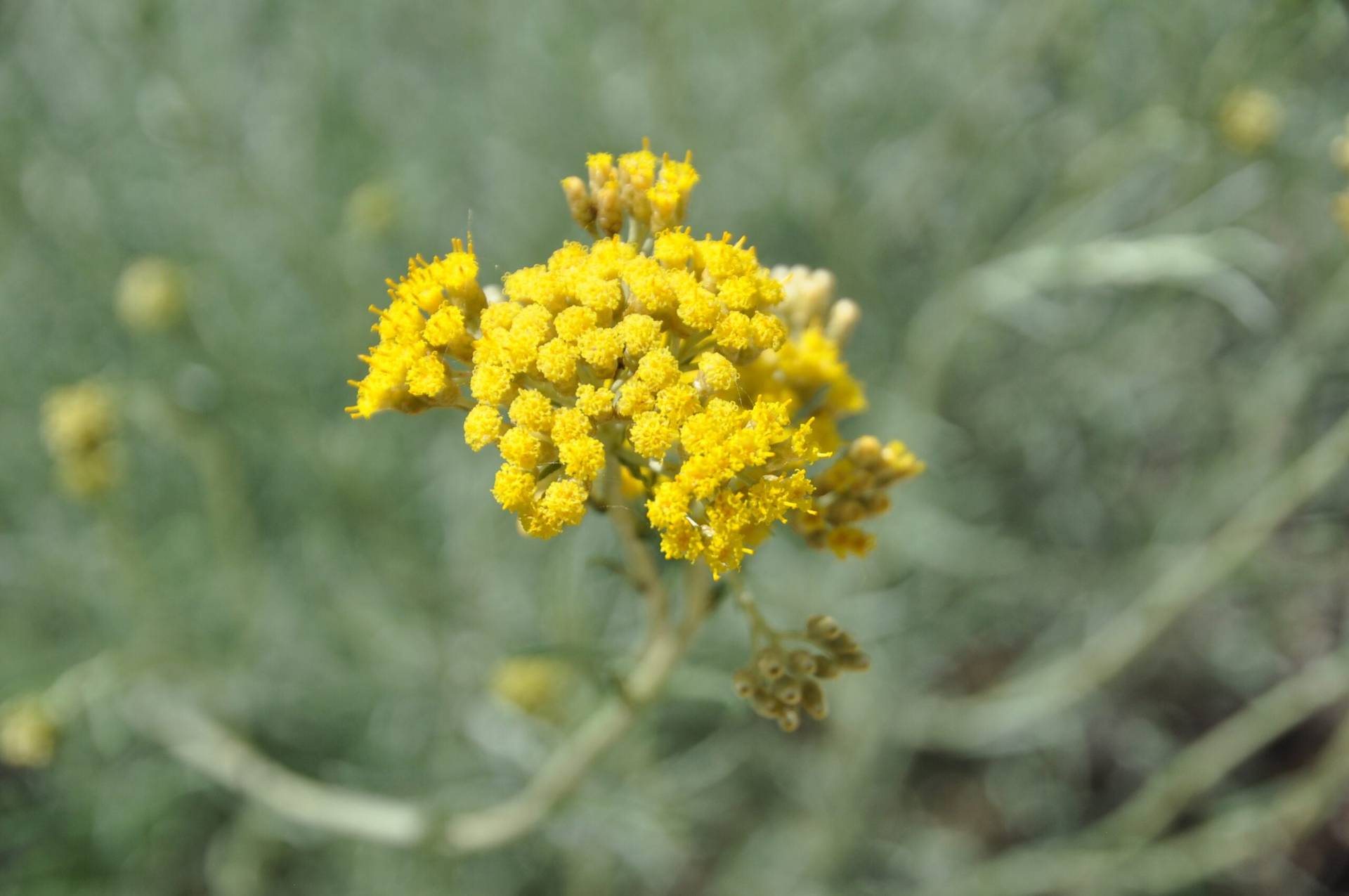 Immortelle de Bosnie
