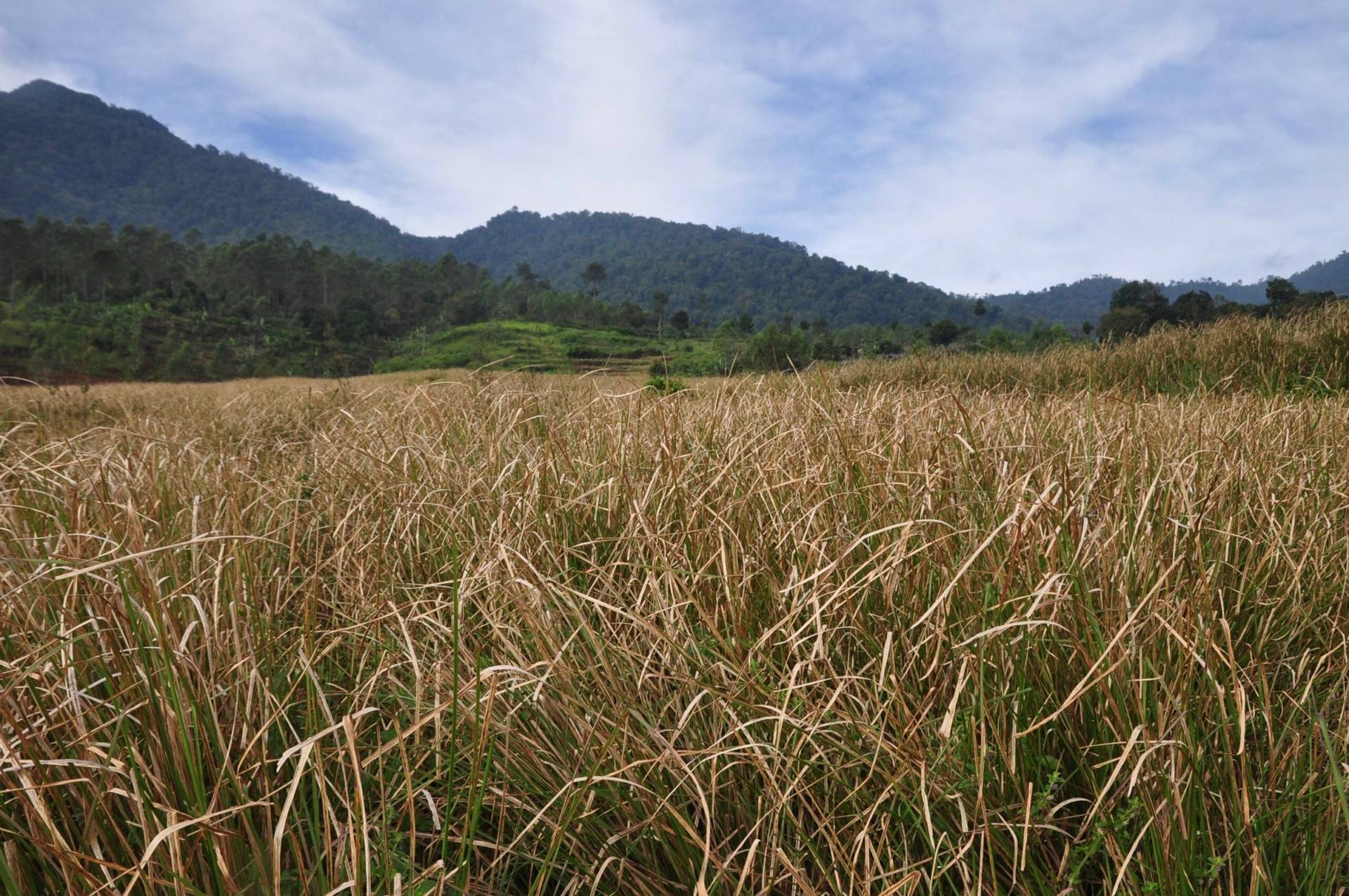 Vetiver Java (Vetyver)