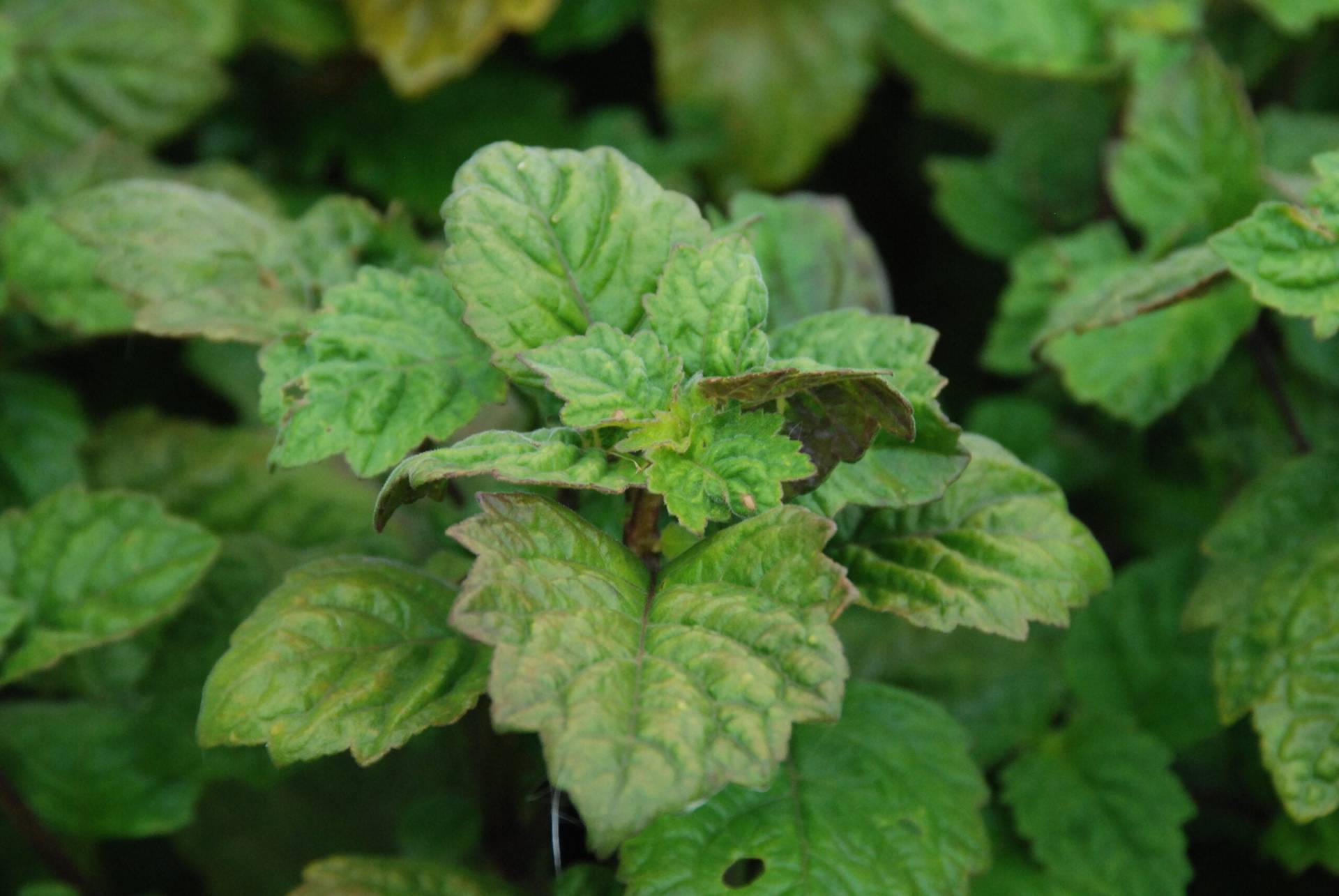 Le Patchouli