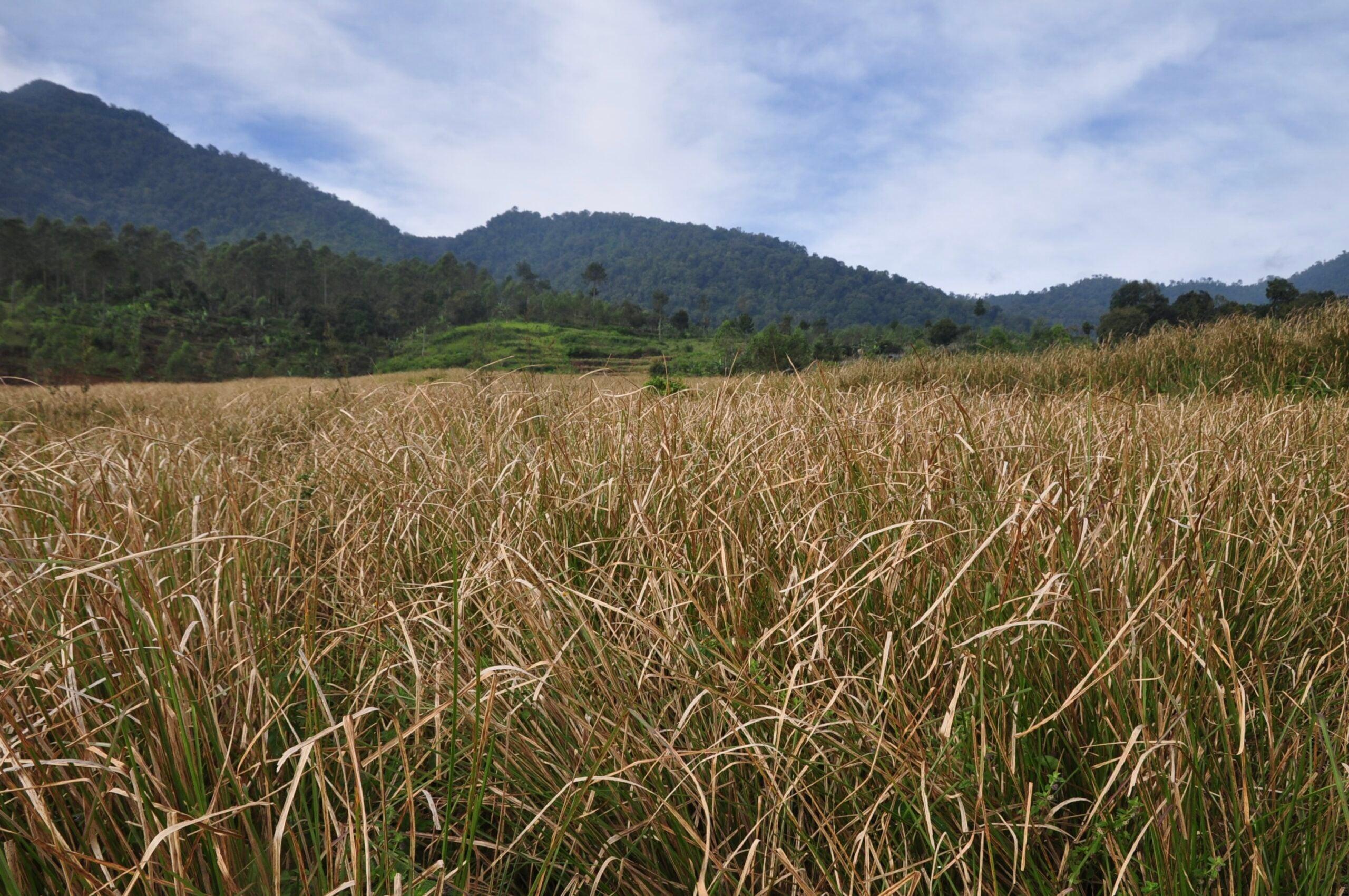 Vetiver Java (Vetyver)